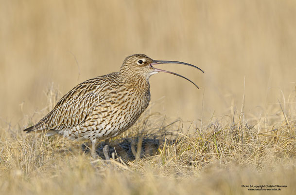 Großer Brachvogel (Numenius arquata)