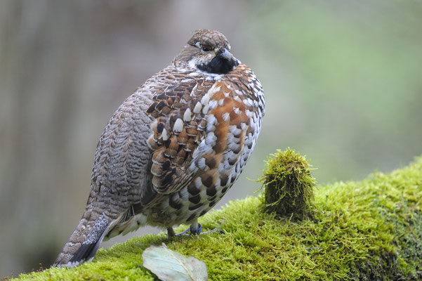 Haselhuhn (Tetrastes bonasia), Hahn (C)