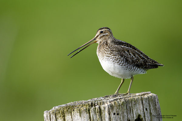 Bekassine (Gallinago gallinago)