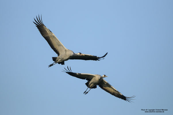 Kranich (Grus grus)