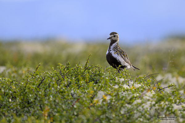 Goldregenpfeifer (Pluvialis apricaria)