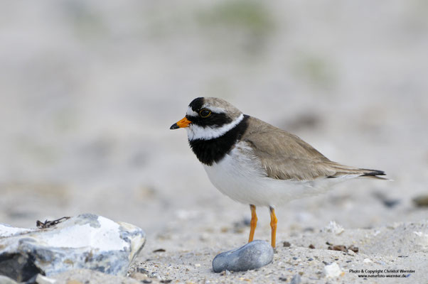Sandregenpfeifer (Charadrius hiaticula)