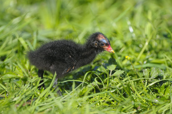 Teichhuhn (Gallinula chloropus), Jungvogel