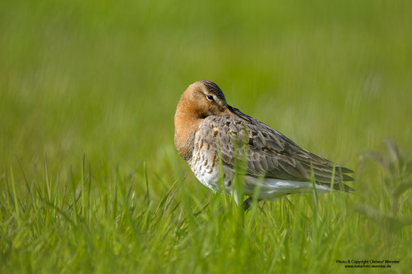 Uferschnepfe (Limosa limosa)