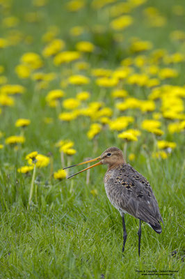 Uferschnepfe (Limosa limosa)