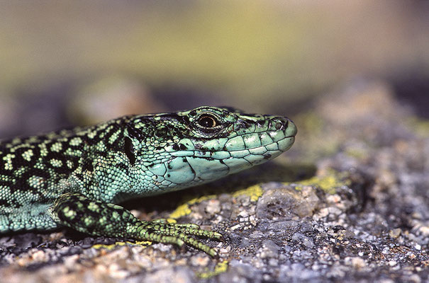 Iberische Gebirgseidechse, Männchen (Iberolacerta monticola)