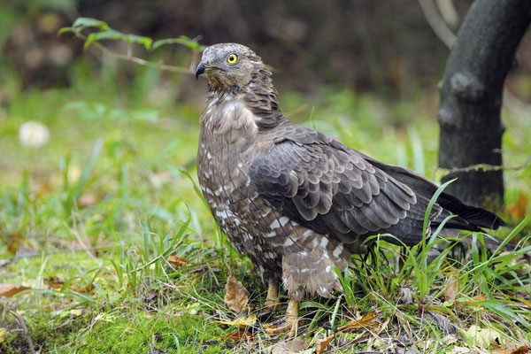 Wespenbussard (Pernis apivorus) (C)