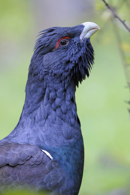 Auerhuhn (Tetrao urogallus), Hahn (C)