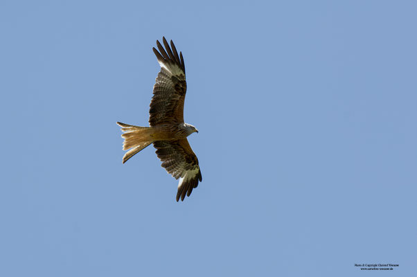 Rotmilan (Milvus milvus) 