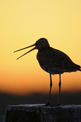 Uferschnepfe (Limosa limosa), bei Sonnenaufgang