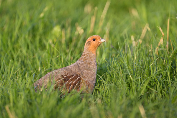 Rebhuhn (Perdix perdix), Hahn