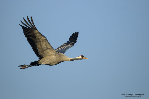 Kranich (Grus grus)