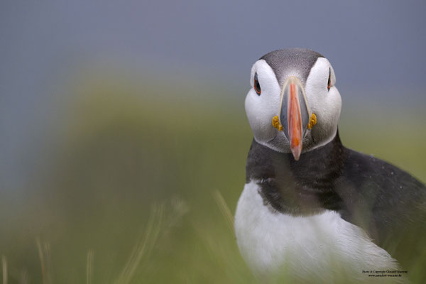 Papageitaucher Portrait