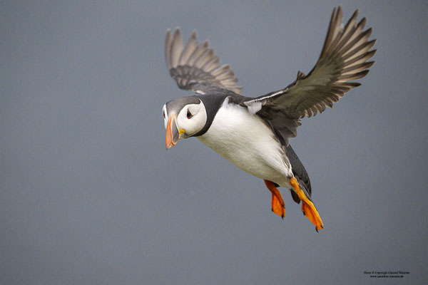 Papageitaucher im Flug