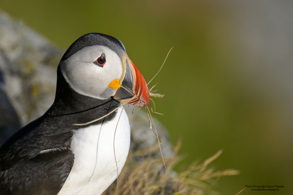 Papageitaucher mit Nistmaterial