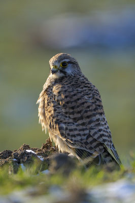 Turmfalke (Falco tinnunculus), Weibchen