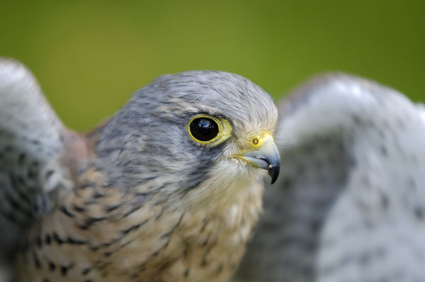 Turmfalke (Falco tinnunculus), Terzel (C)