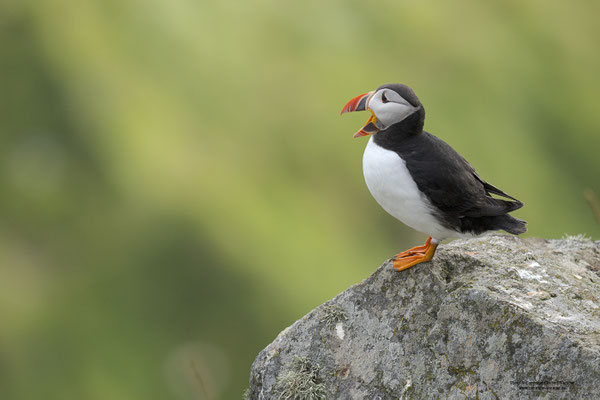 Papageitaucher gähnend