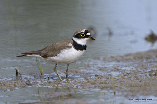 Flussregenpfeifer (Charadrius dubius)