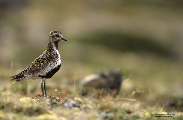 Goldregenpfeifer (Pluvialis apricaria)