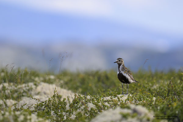 Goldregenpfeifer (Pluvialis apricaria)