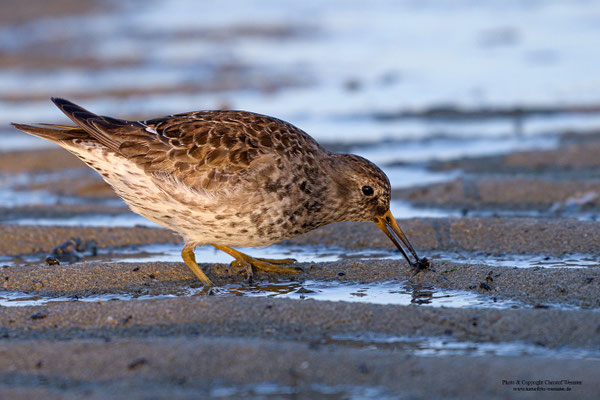 Meerstrandläufer (Calidris maritima)