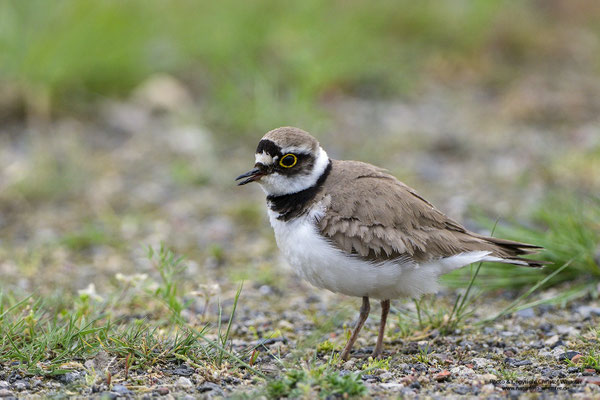 Flussregenpfeifer (Charadrius dubius)