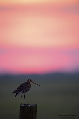 Uferschnepfe (Limosa limosa), bei Sonnenaufgang