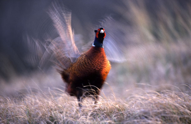 Fasan (Phasianus colchicus), balzender Hahn