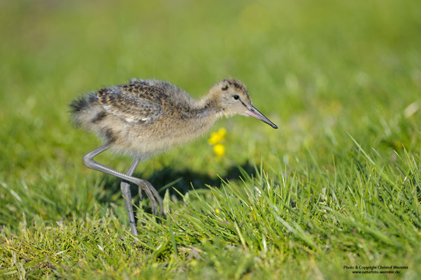 Uferschnepfe (Limosa limosa), Jungvogel