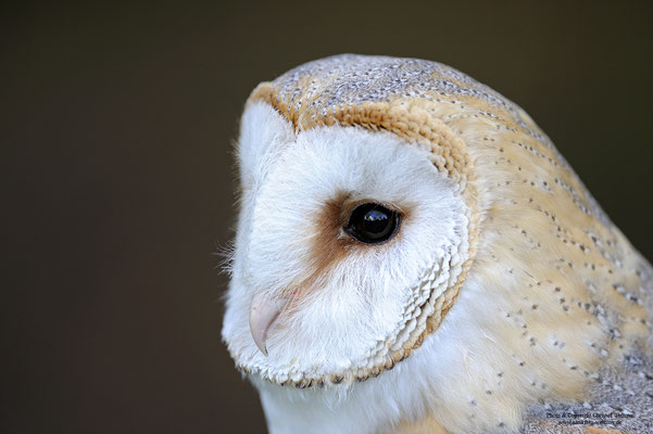 Schleiereuel (Tyto alba) (c)