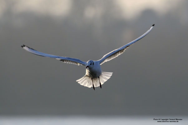Lachmöwe (Larus ridibundus)