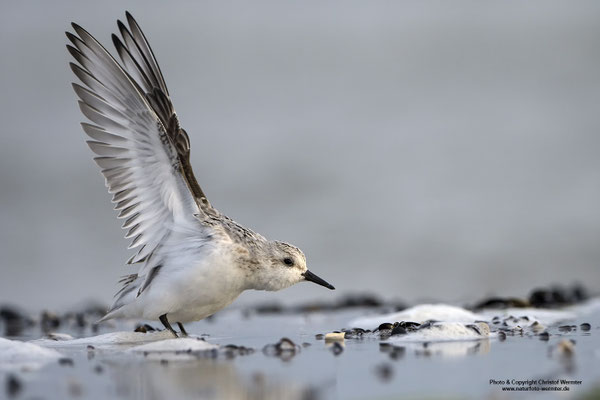 Sanderling (Calidris alba)