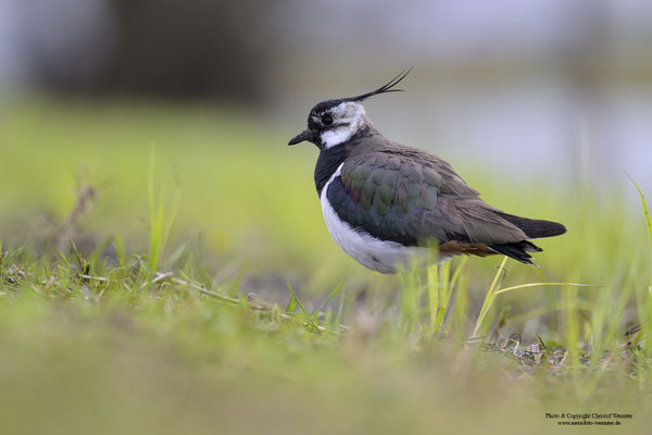 Kiebitz (Vanellus vanellus)