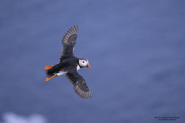 Papageitaucher im Flug