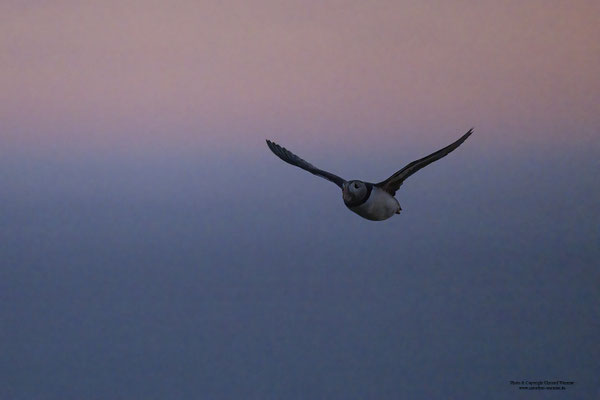 Papageitaucher bei Sonnenuntergang