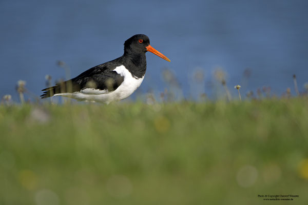 Austernfischer (Haematopus ostralegus)