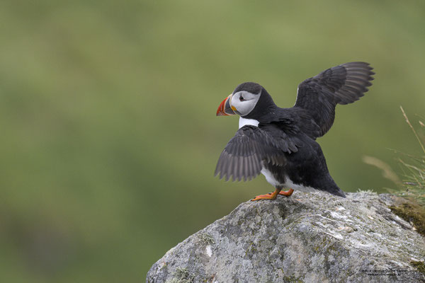 Papageitaucher flügelschlagend