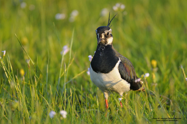 Kiebitz (Vanellus vanellus)
