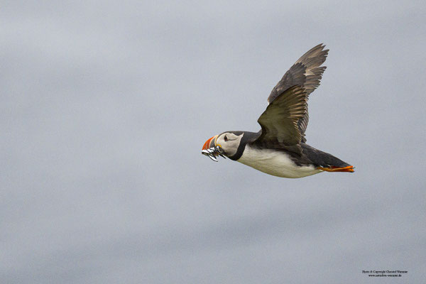 Papageitaucher mit Fisch