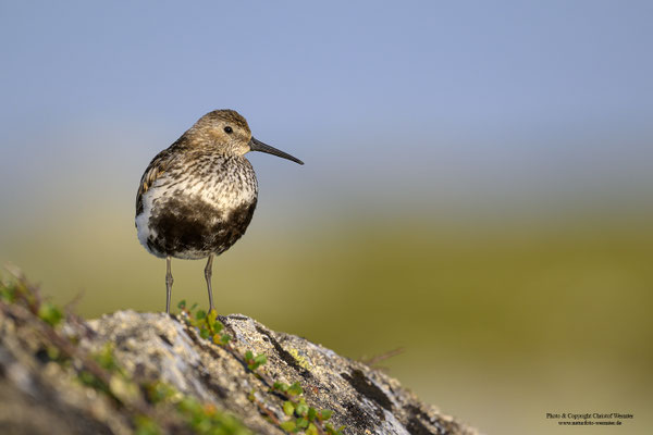 Alpenstrandläufer (Calidris alpina) im Brutkleid