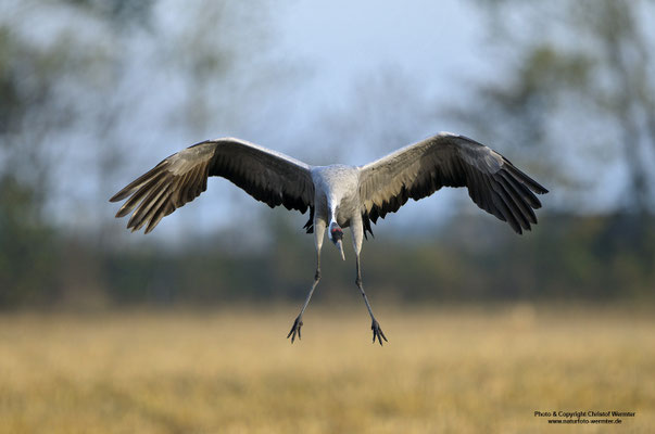Kranich (Grus grus)
