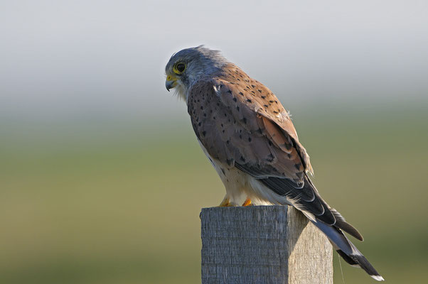 Turmfalke (Falco tinnunculus), Terzel