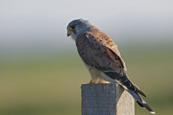 Turmfalke (Falco tinnunculus), Terzel