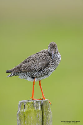 Rotschenkel (Tringa totanus)