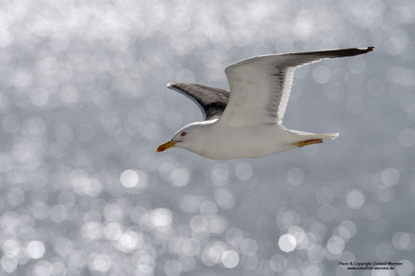 Heringsmöwe (Larus fuscus)