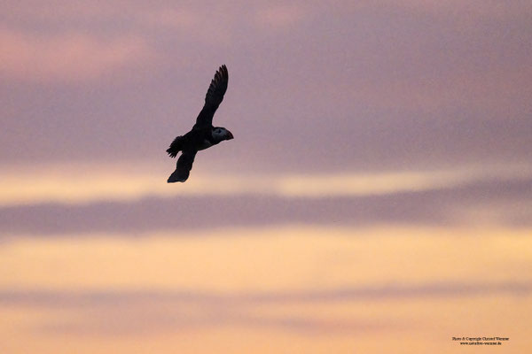 Papageitaucher bei Sonnenuntergang