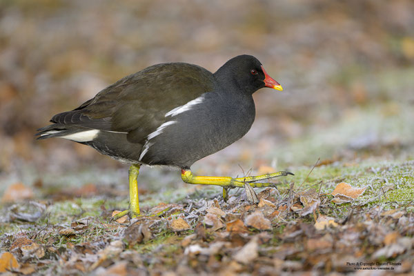 Teichhuhn (Gallinula chloropus)