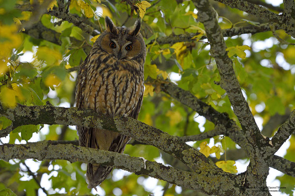 Waldohreule (Asio otus)