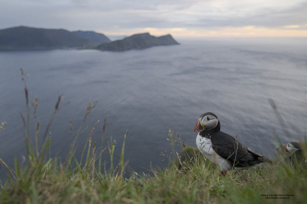 Papageitaucher und Landschaft